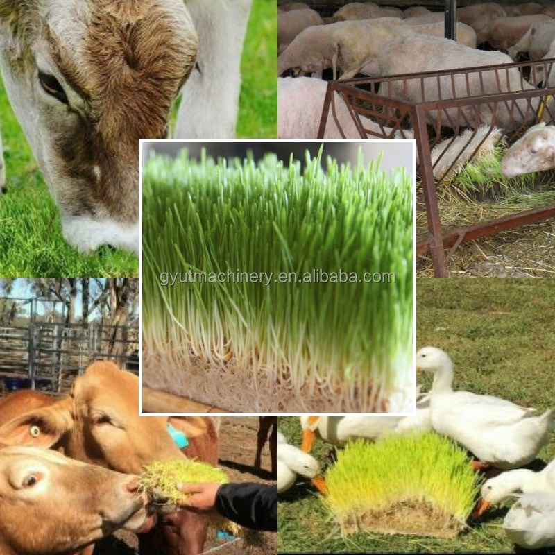Macchina di germogliatura di foraggio per erba di miglio a tensione completamente chiusa