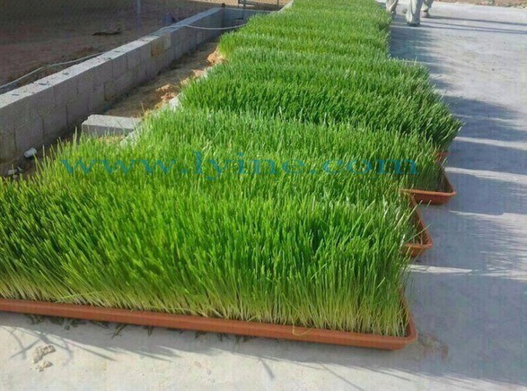 2024 Pubblicità C Macchine da raccolta per la raccolta Acquaponica Prodotti di microgreens