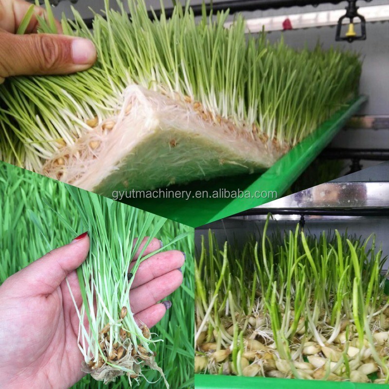 Macchine per raccogliere il tè a trasmissione di ingranaggi per la raccolta di microgreens aquaponici personalizzati sul mercato